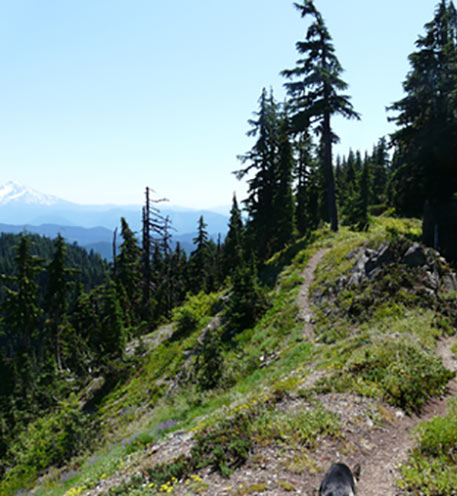 About the Watershed