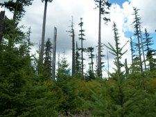 Mt. Hood National Forest