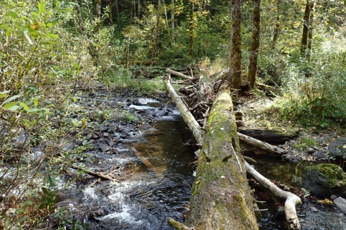 Trillium Creek at Burlwood #2 Work Party