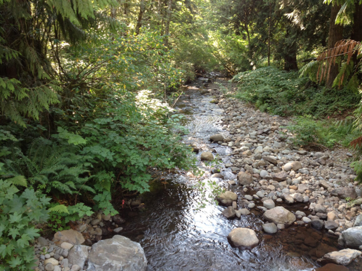 Native Plant Work Party