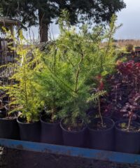 Wildfire Recovery