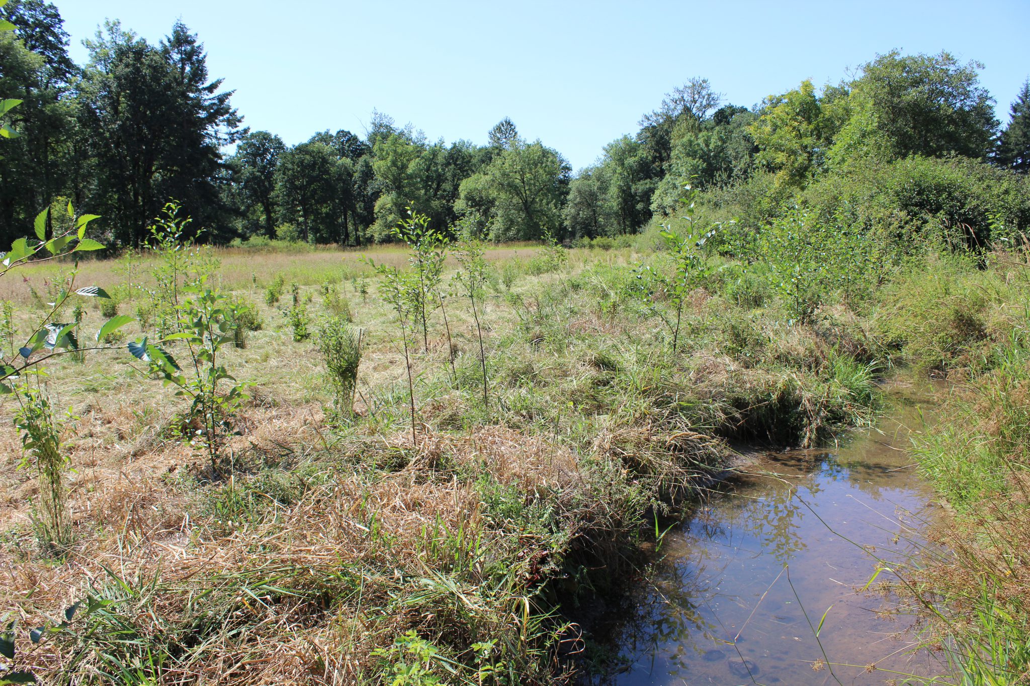 Revegetation Programs – Clackamas River Basin Council