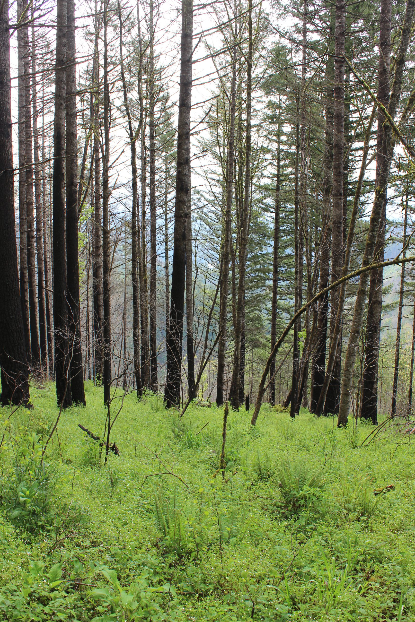 Wildfire Recovery Clackamas River Basin Council