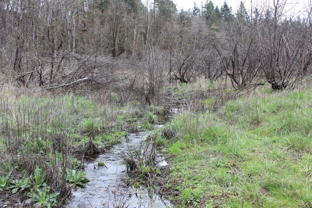 Clackamas River Basin Council restoration project at Landslide Toe