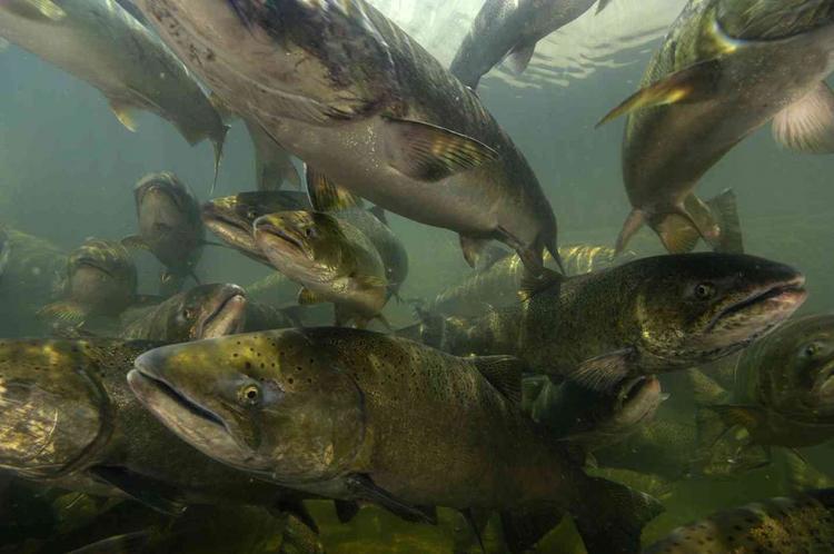 Spring Chinook Run – Q&A With Fish Biologist Isaac Sanders