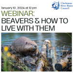 Webinar: Beavers and How To Live With Them