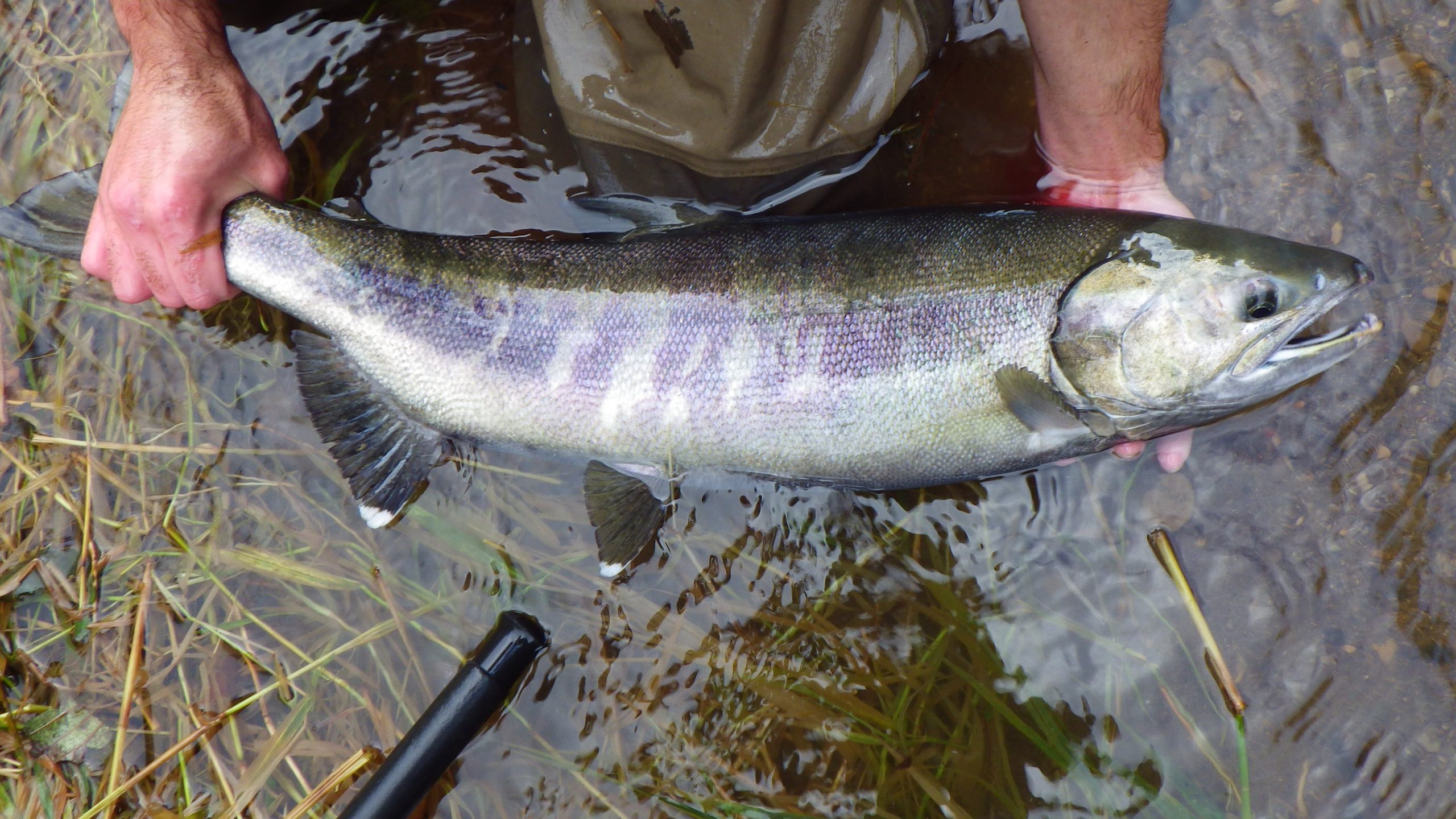 Chum Salmon Surveying using eDNA – Clackamas River Basin Council