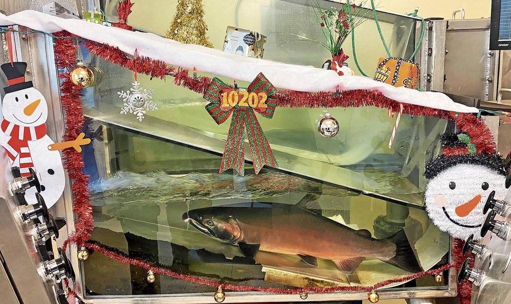Bill Monroe photo of Christmas salmon at PGE
