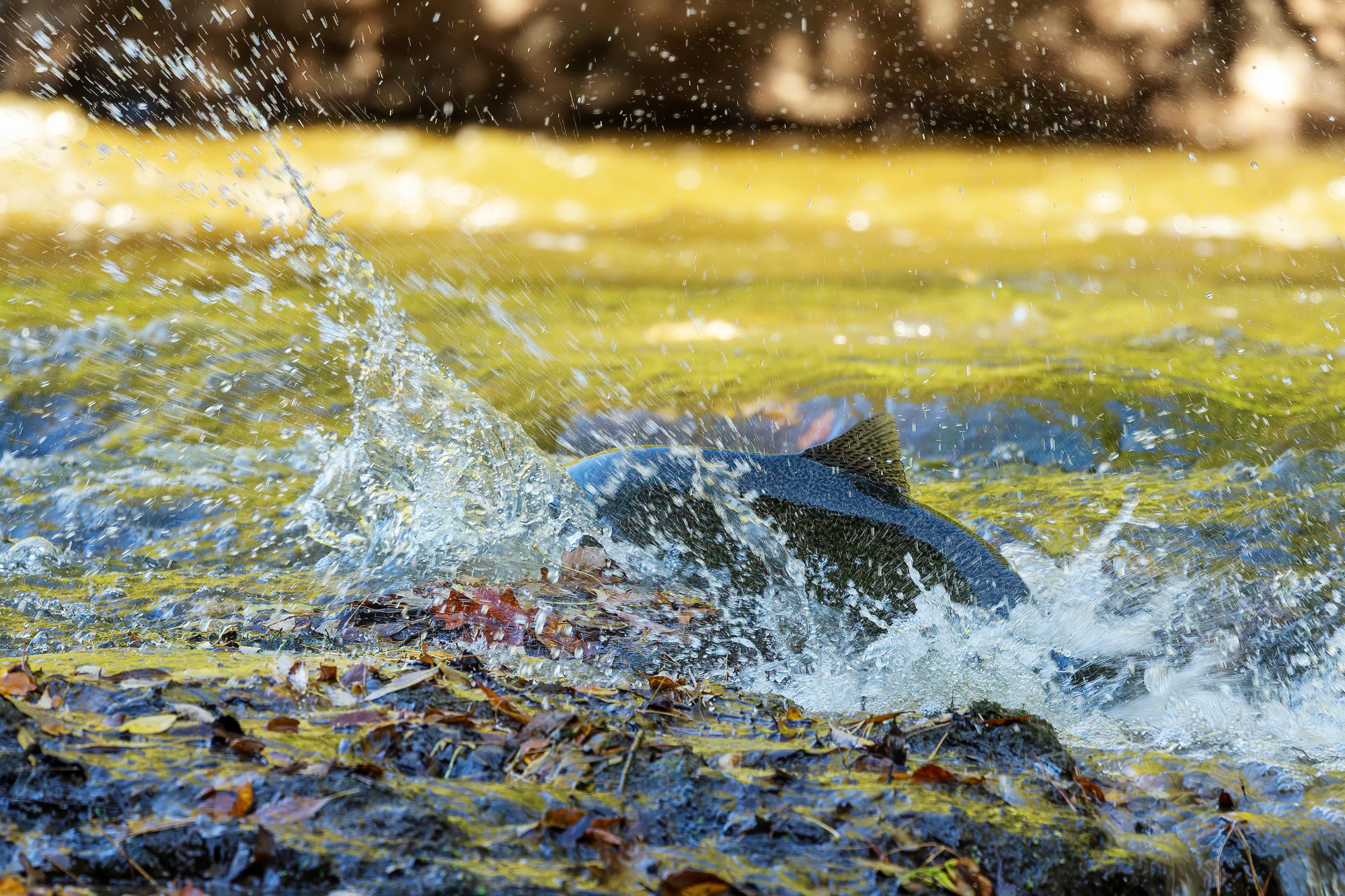 king salmon spawning clackamas river