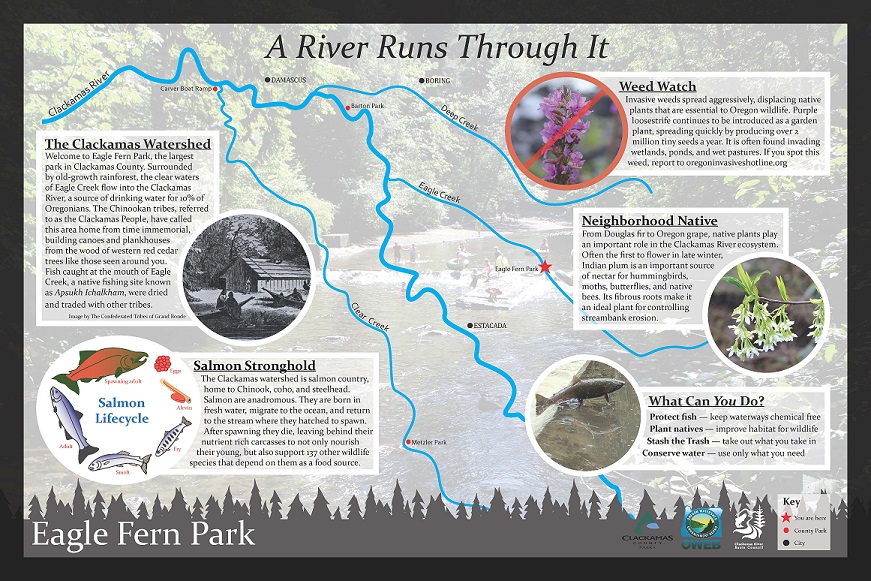 Eagle Fern Park Interpretive Sign Clackamas River