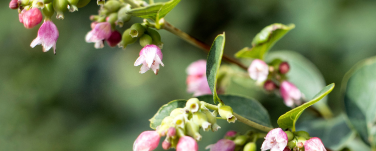 Snowberry: An Important Native Plant in the Clackamas Watershed