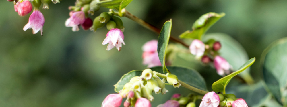Snowberry-flowers-Symphoricarpos-albus