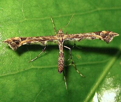 Geranium Plume Moth (Amblyptilia pica). Photo: Rephah Berg Moth Photographers Group