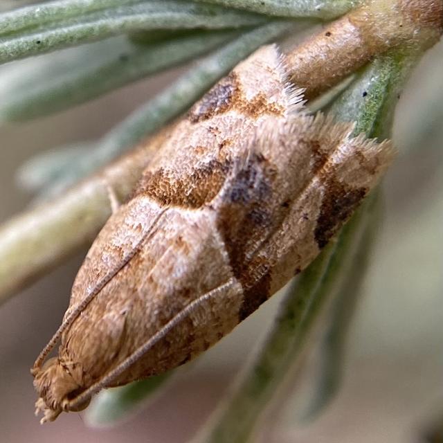 Photo: lumpydave84 Butterflies and Moths of North America