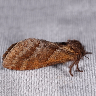 Lupine Ghost Moth (Phymatopis californicus).  Photo: Gary McDonald