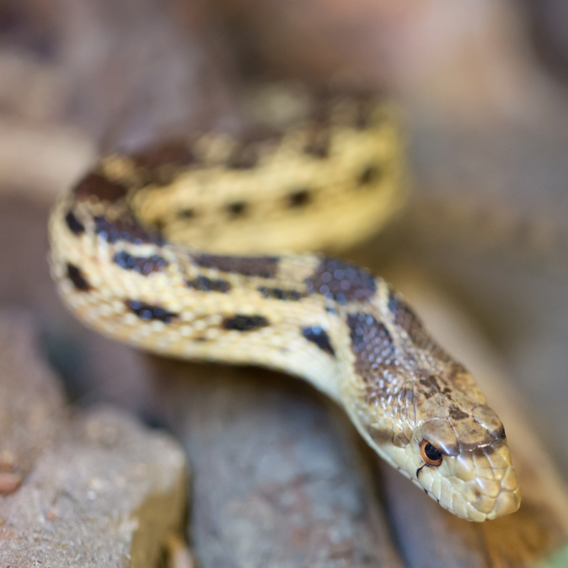 Pacific Gopher Snake (Pituophis catenifer catenifer)