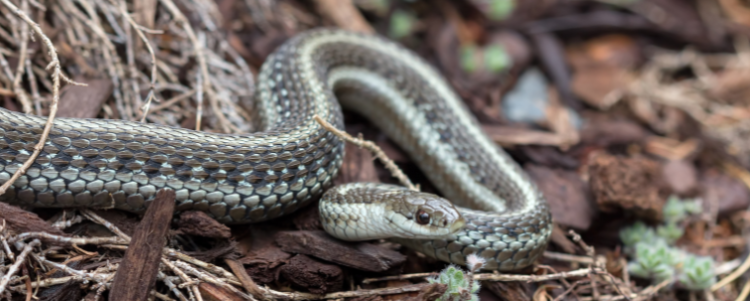 Snakes of the Clackamas Watershed