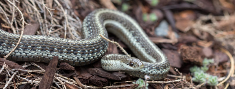 Snakes of the Clackamas watershed