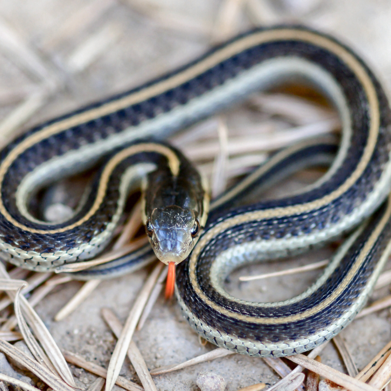 Western Terrestrial Garter Snake (Thamnophis elegans)