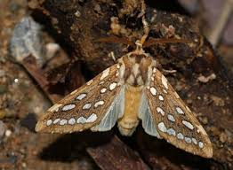 Oregon Silver-Spotted Tiger Moth (Lophocampa argentata). Photo: Oregon Department of Forestry