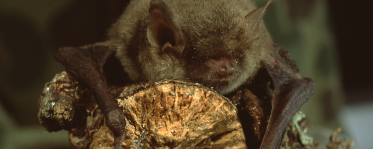 Native Bats of the Clackamas