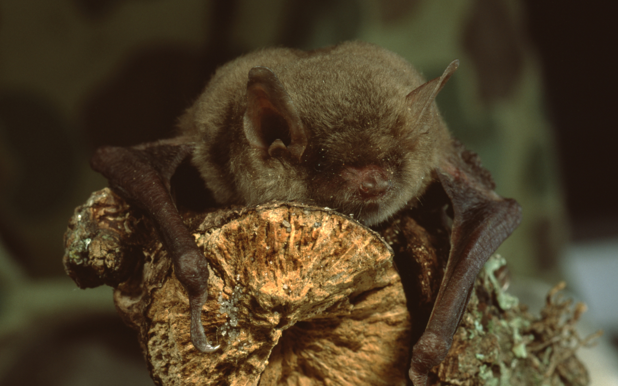 Little Brown Bat (Myotis Lucifugus