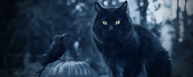 Beware of the Night Prowlers: Keep Birds Safe from Outdoor Cats This Spooky Season!