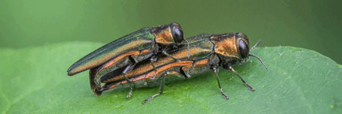 Pub Talk: The Emerald Ash Borer