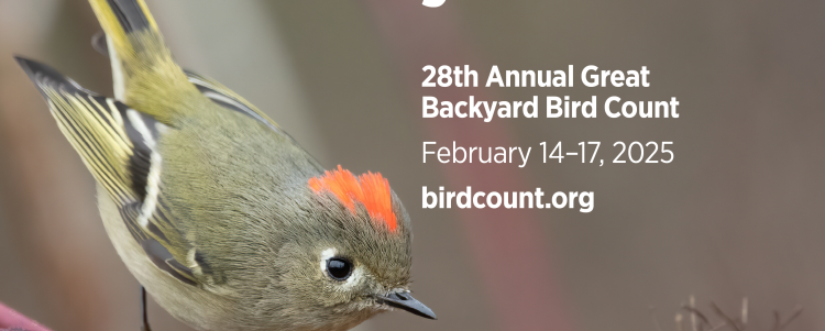 Great Backyard Bird Count