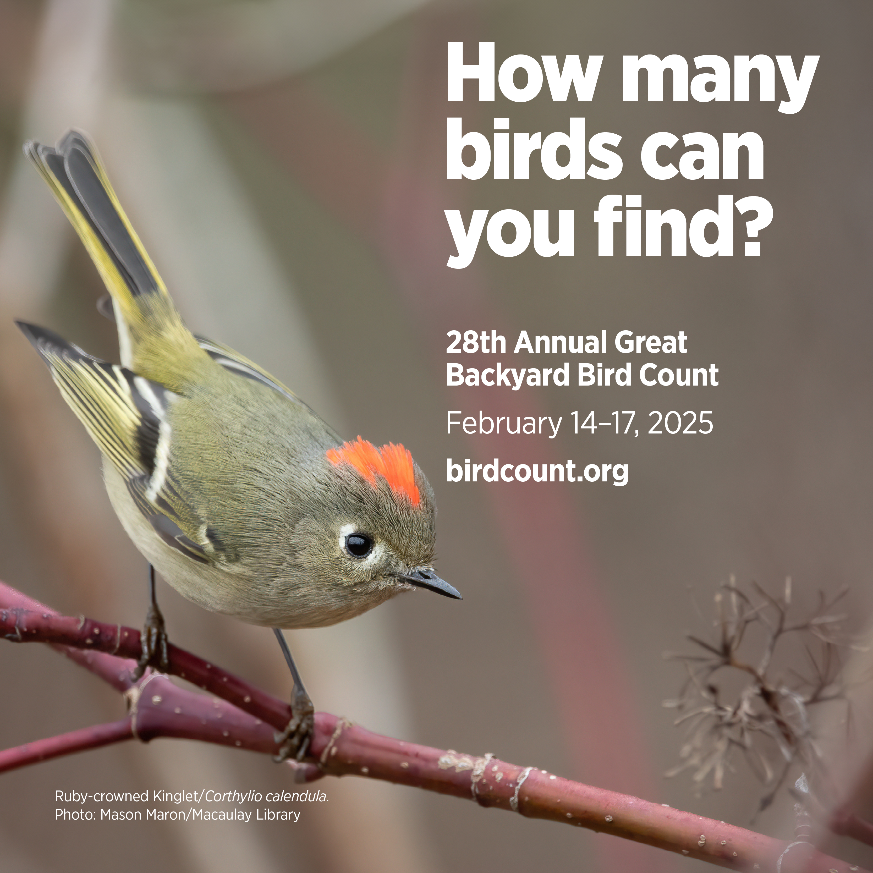 Great Backyard Bird Count 2025 - Clackamas