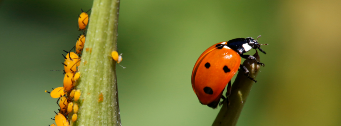 Pub Talk: Integrated Pest Management at Home