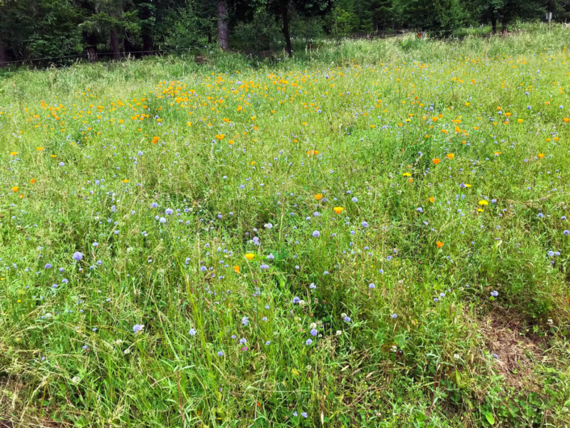 FREE ODA Pesticide Workshop – Accredited