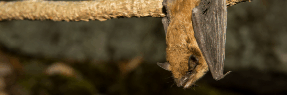 Why Bats Matter for Clean Water