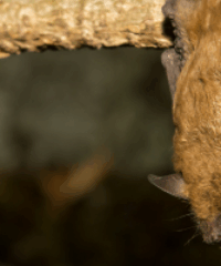 Why Bats Matter for Clean Water