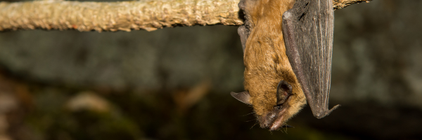 Why Bats Matter for Clean Water