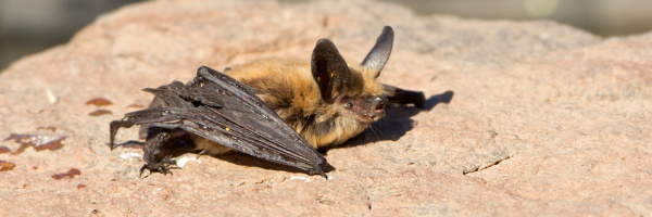 Townsend's big-eared bat Townsend's big-eared bat