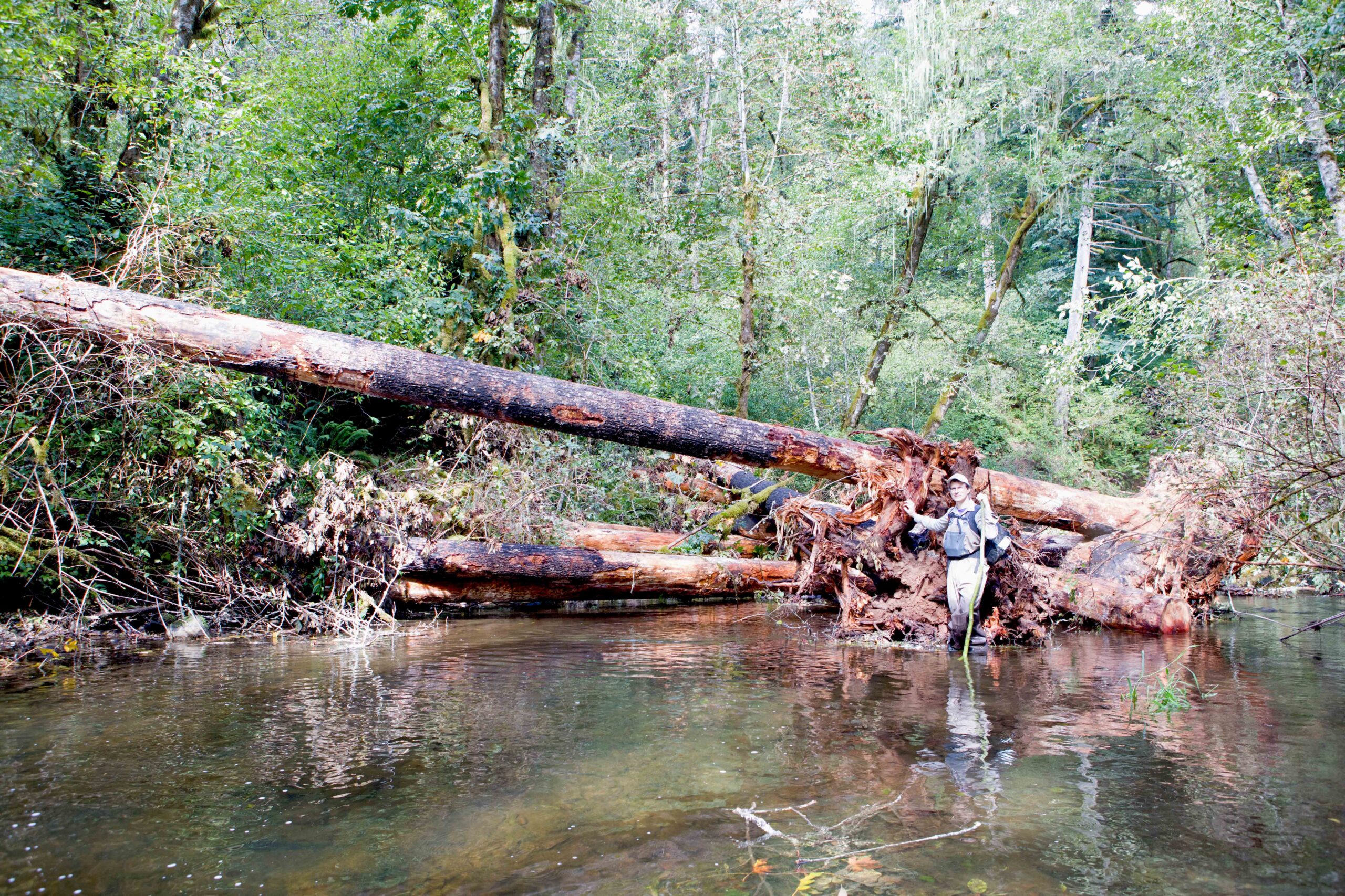 North Fork Eagle Creek Large Wood Enhancement