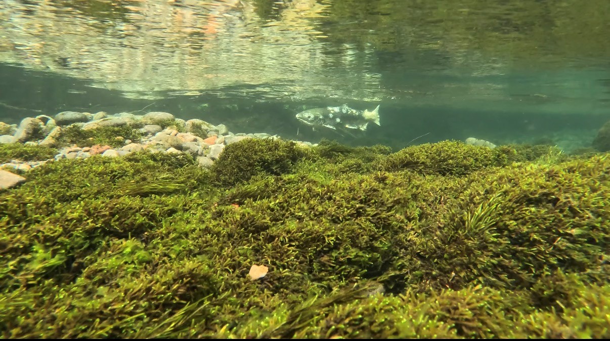 Spring Chinook salmon on her redd in the upper Clackamas