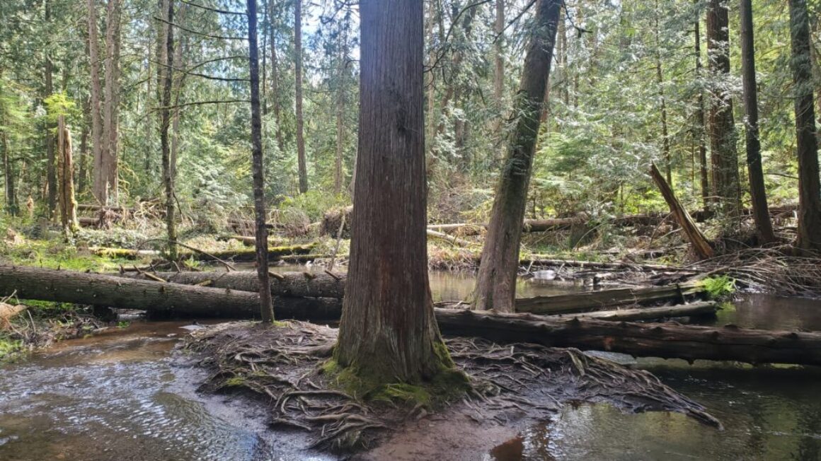 Restoring Tickle Creek in Sandy
