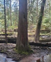 Restoring Tickle Creek in Sandy