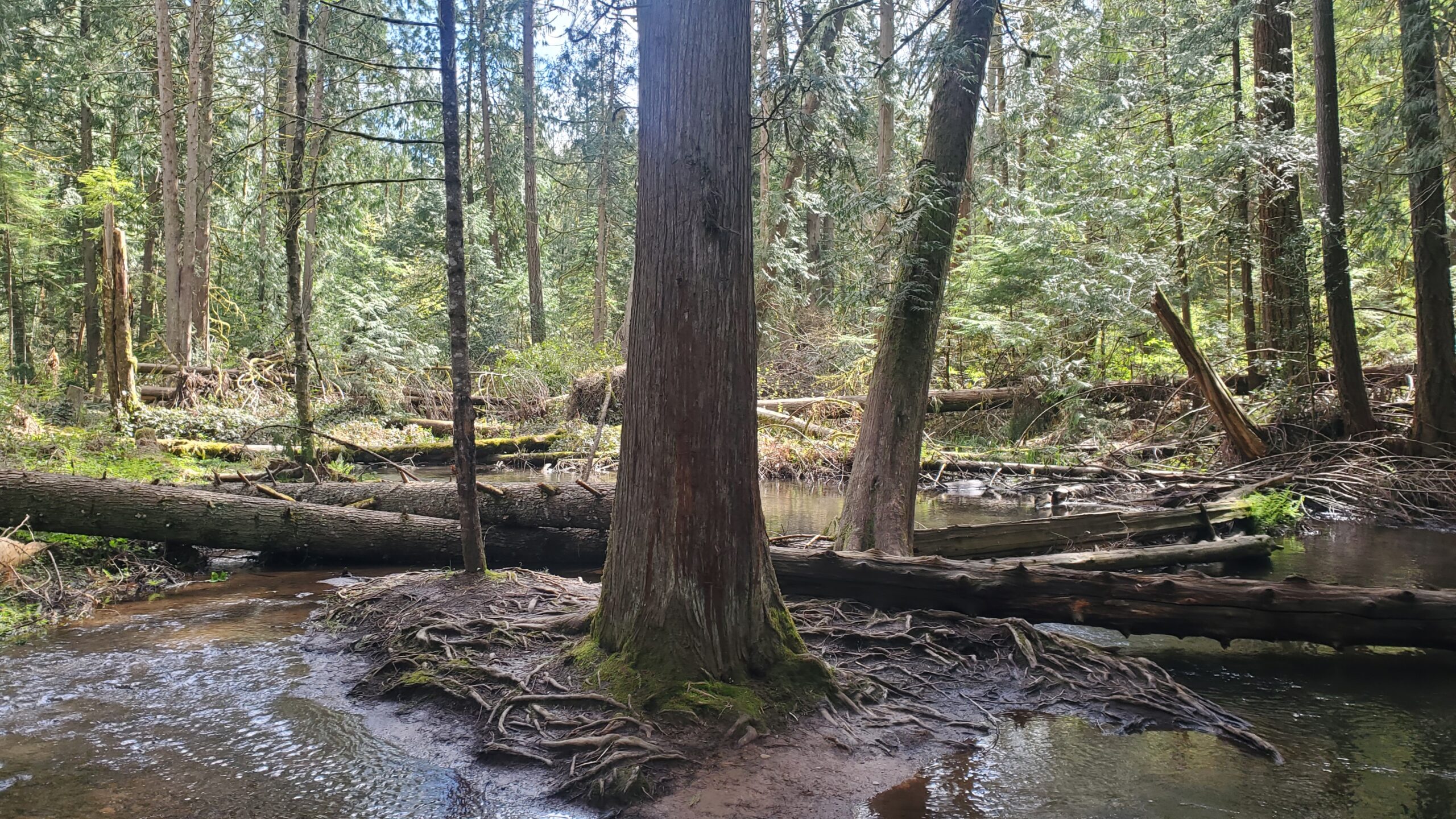 Tickle Creek Trail in Sandy Oregon CRBC