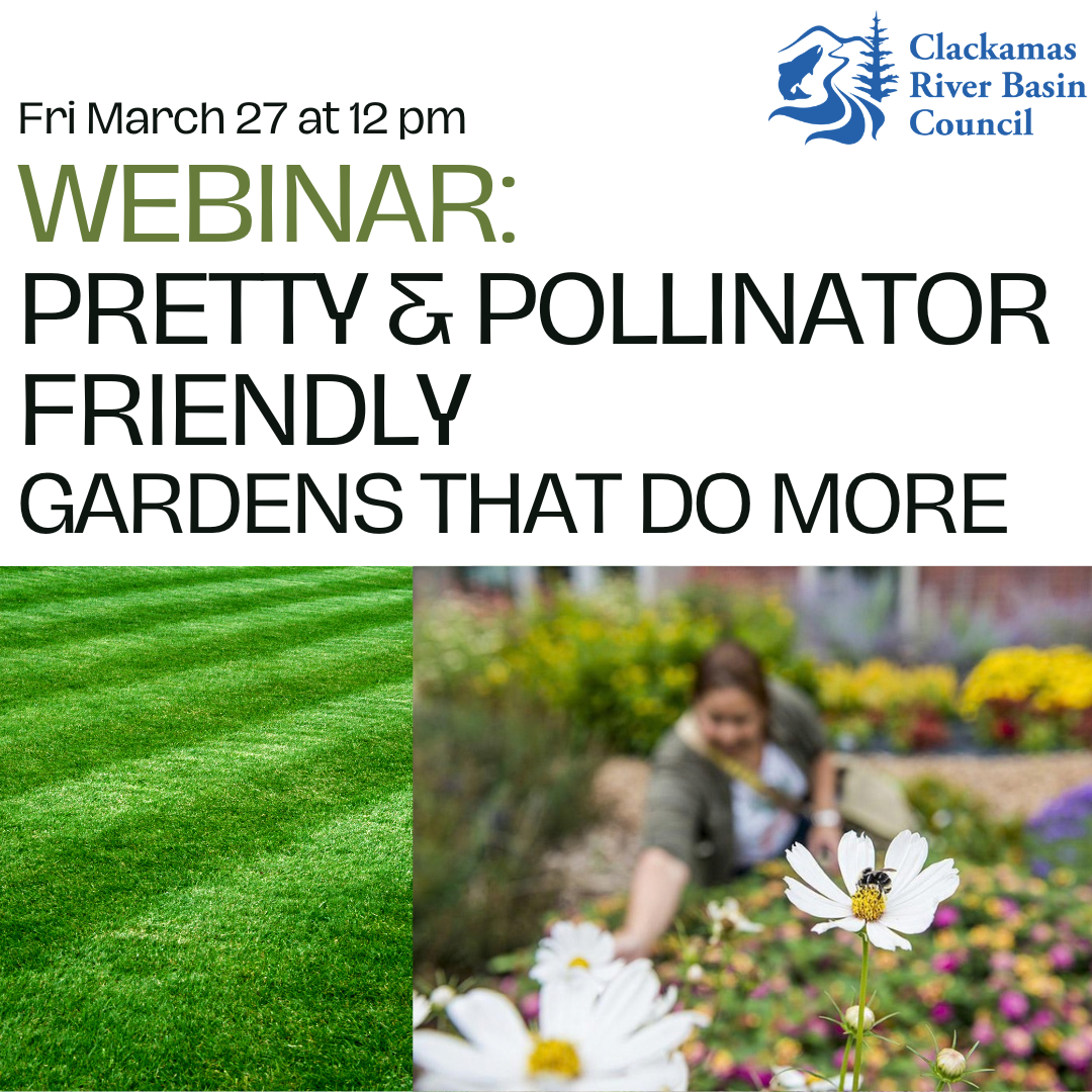 Webinar Pretty & Pollinator Friendly- Garden Designs That Do More
