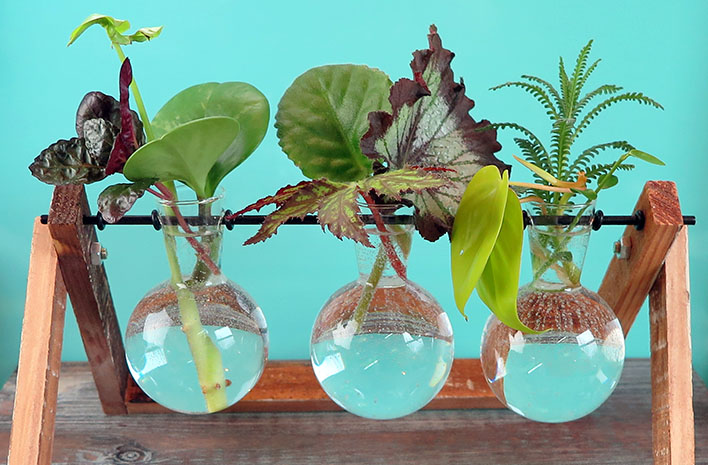 Pub Talk: Sustainable Propagation for Low Maintenance Gardening