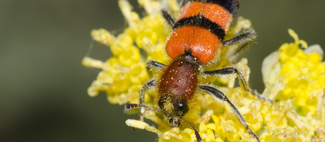 Webinar: Unconventional Pollinators